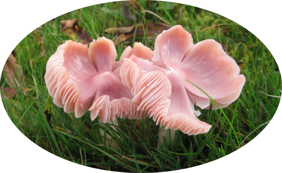 Main Menu - Pink Fungus Uk (1200x736), Png Download