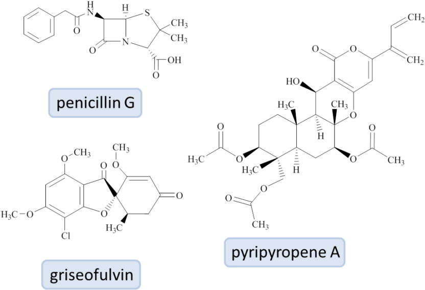 What Brought You To Work With Fungi - Diagram (1024x583), Png Download