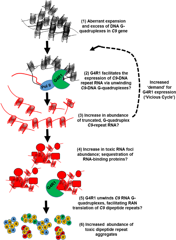 Figure Illustrating Rna Processes - Illustration (781x870), Png Download