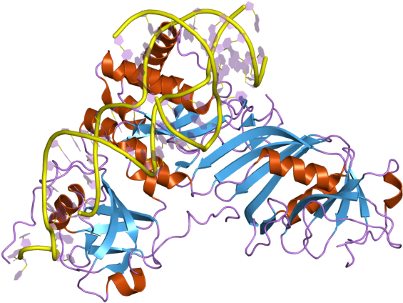 Pdb 2rfk Ebi - Illustration (800x600), Png Download