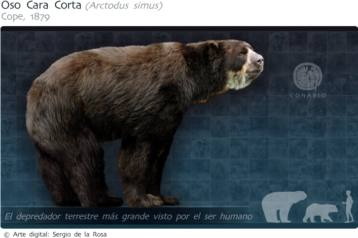 Parientes Vivos Más Cercanos - Grizzly Bear (732x498), Png Download