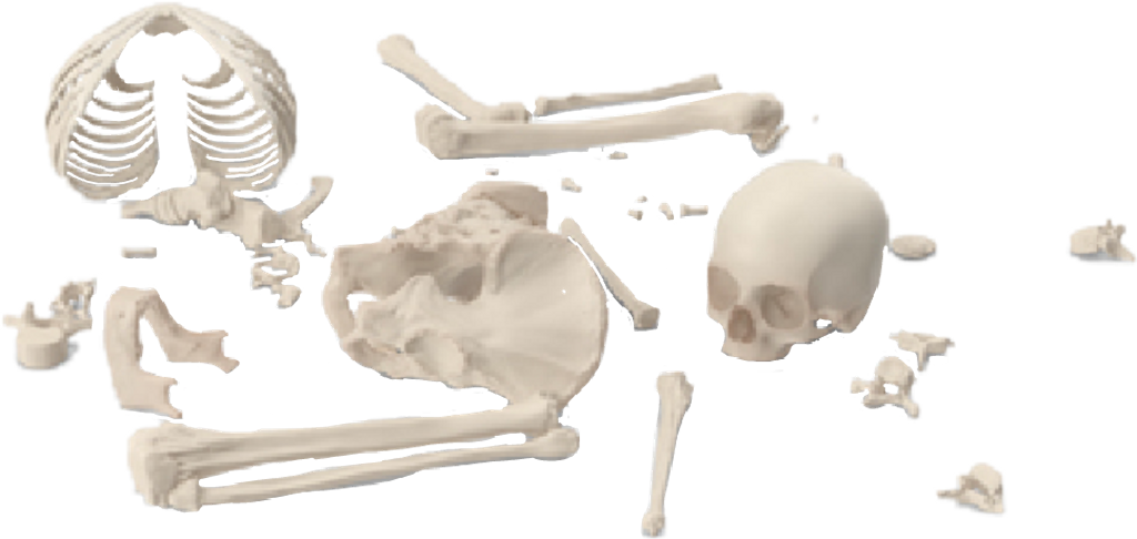 #skeleton #bones #brokenskeleton #graphicdesign #png - Skull (1024x486), Png Download