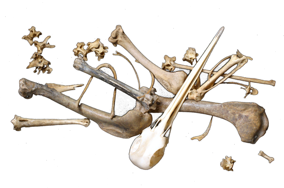 Share This Image - Scattered Bones Transparent (907x600), Png Download