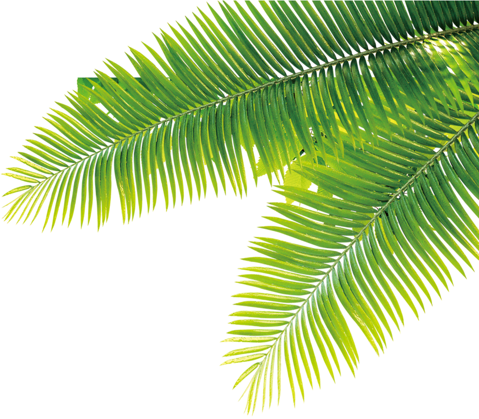 Tropical Tropics Plant Computer File Free Hq Image - Transparent Tropical Plants Png (1181x1181), Png Download
