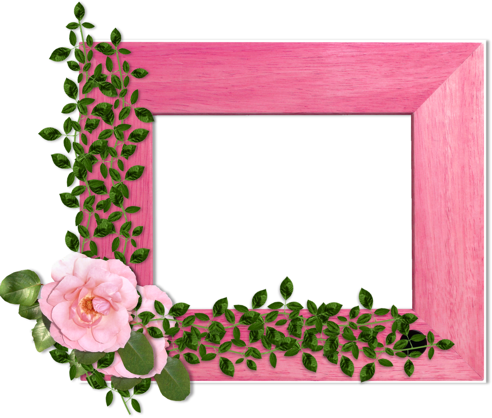 Flowers On Wood Background - Garden Roses (1600x1360), Png Download