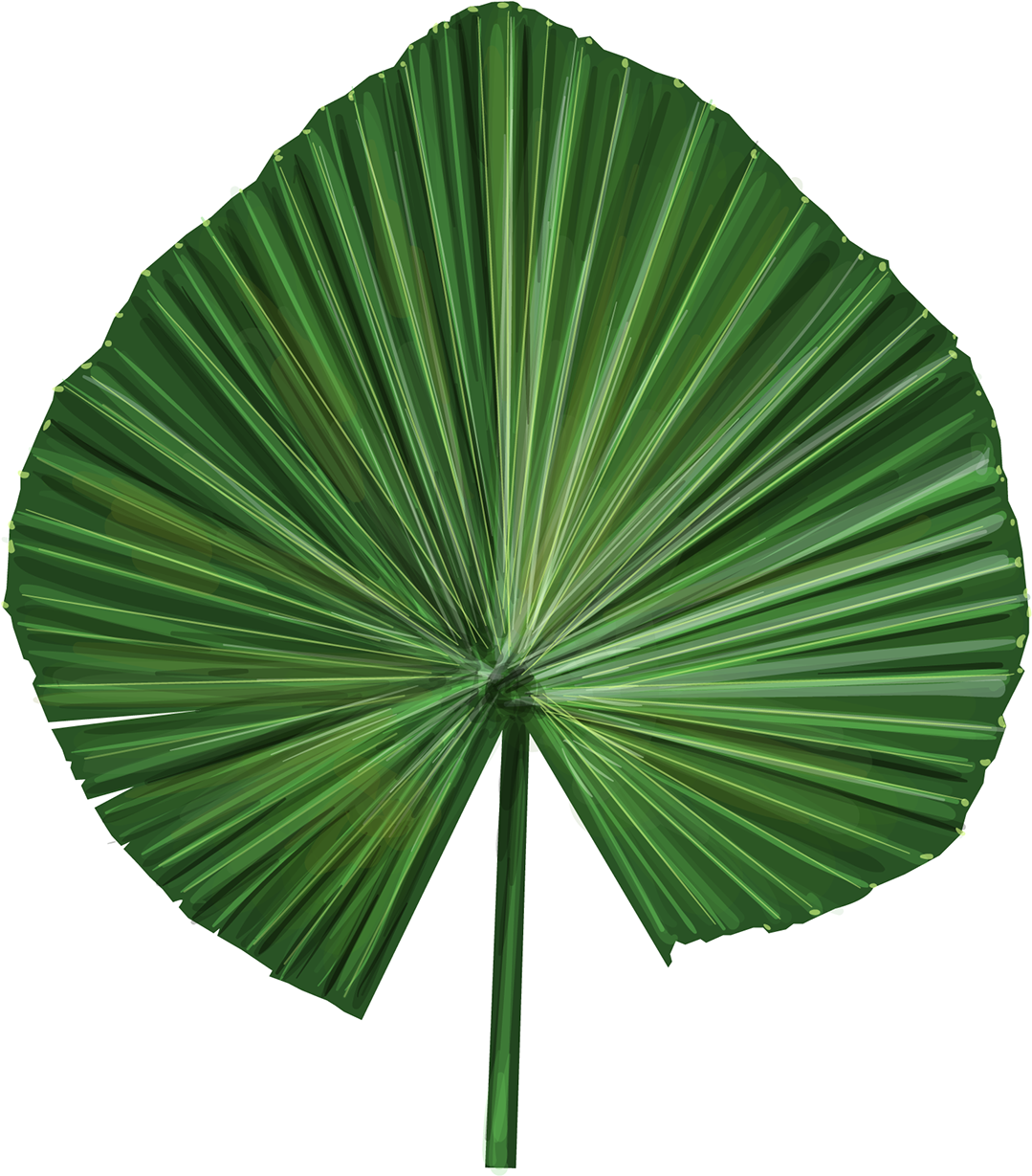 Vector Illustrations Of Exotic Leaves - Sabal Palmetto (1400x1400), Png Download