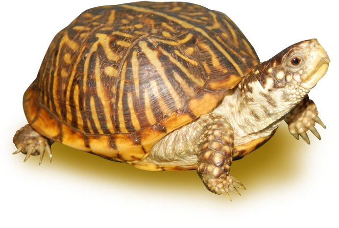Ornate Box Turtle Female - Ornate Box Turtle (700x700), Png Download