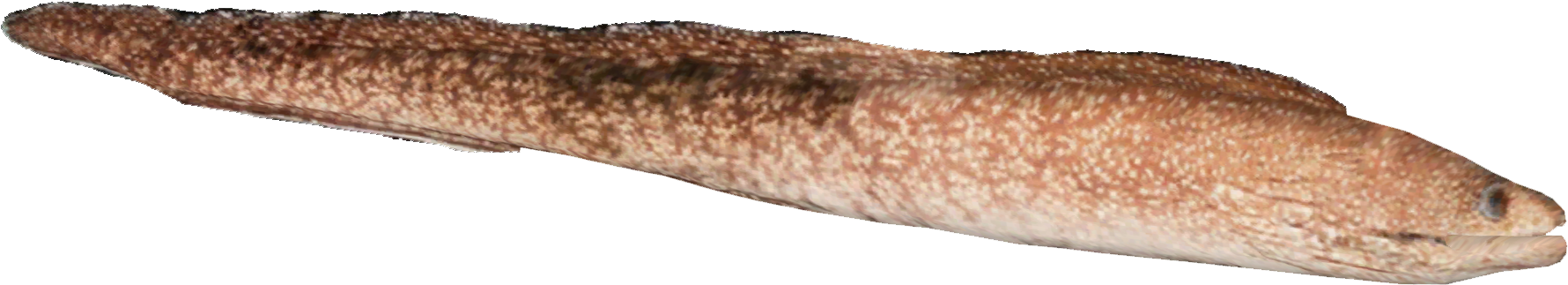 Easter Island Moray Eel - Lye Roll (1779x1779), Png Download