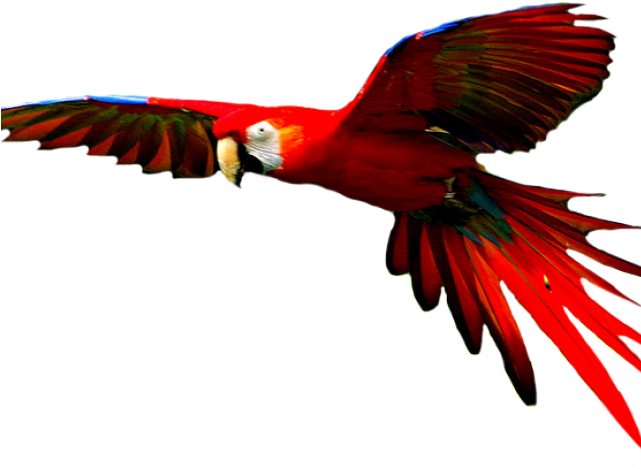 Macaw Png Transparent Images - Colorful Bird Flying Png (640x480), Png Download