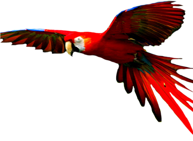 Download Macaw Png Transparent Images Colorful Bird Flying Png Png Image With No Background Pngkey Com