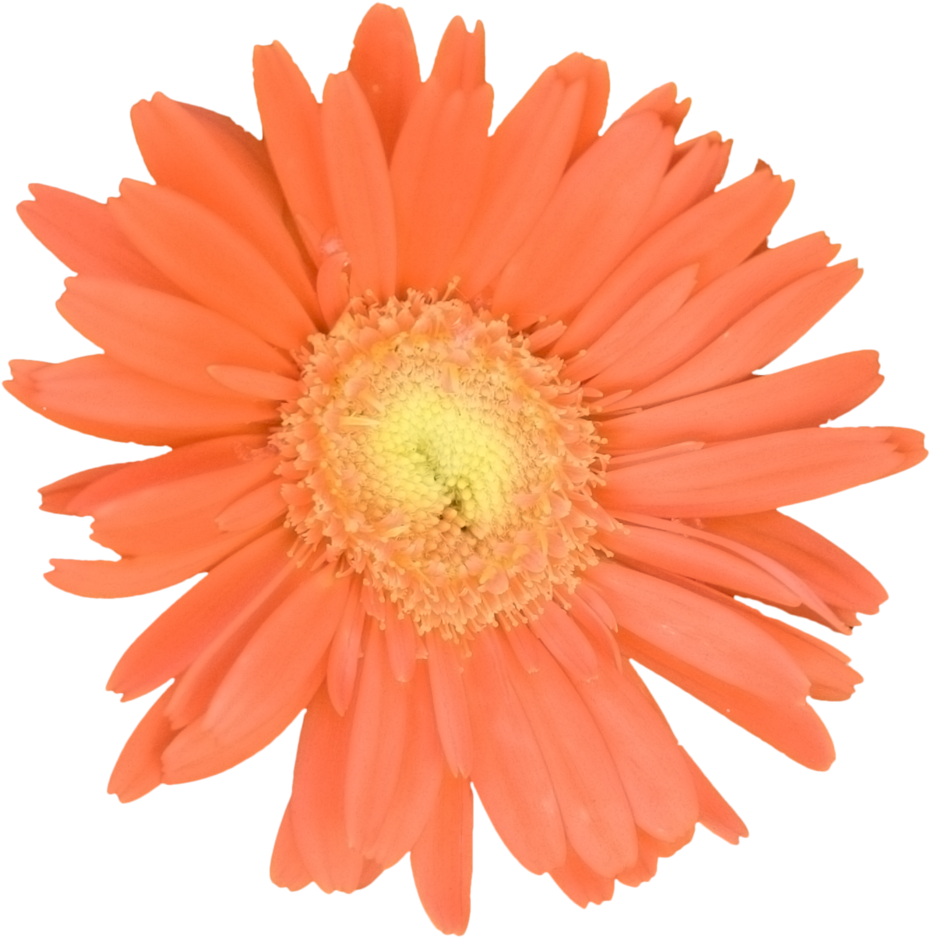 Gerber Daisy Orange - Noppenball 5cm (1000x1000), Png Download