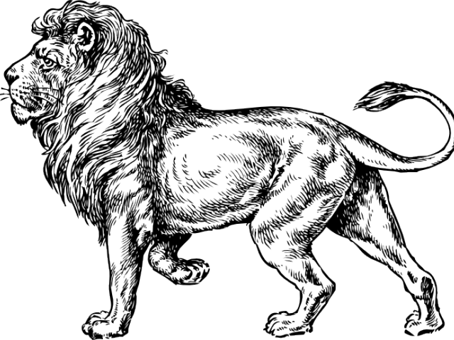 Drawn Lion Loin - Lion Drawing Side View (640x480), Png Download