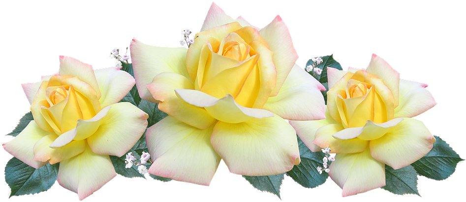 Peace, Rose, Arrangement, Flowers - Flowers For Peace (960x429), Png Download