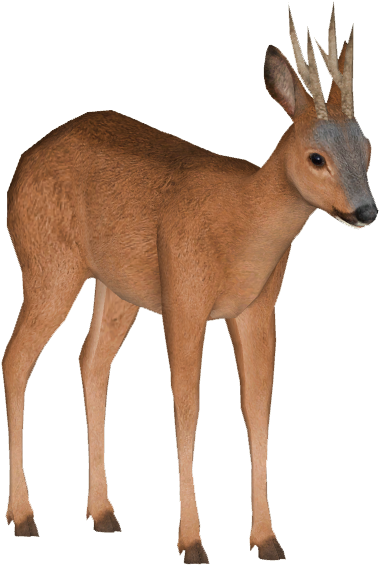 Siberian Roe Deer - Roe Deer (564x564), Png Download