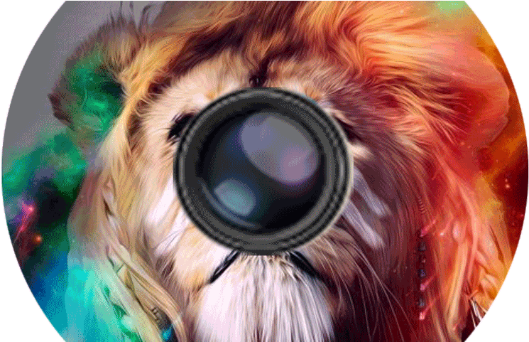 Product Details - Lion (800x480), Png Download