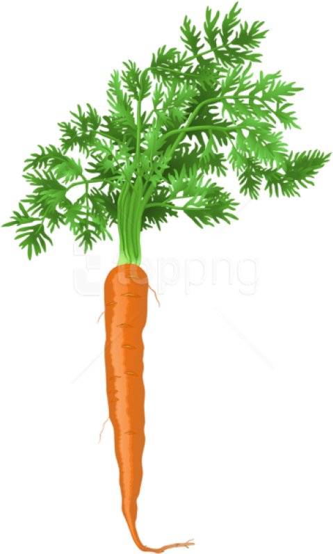 Carrot Png Png - Carrot Png (480x805), Png Download