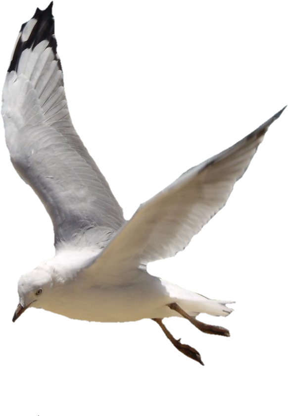 Picsart Manipulation Editing - Hd Manipulation Png 2018 (800x969), Png Download