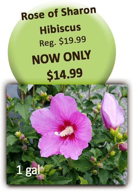 Rose Of Sharon - Chinese Hibiscus (504x720), Png Download