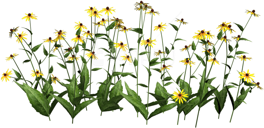 Free Png Plants Transparent Png Images Transparent - Wildflower Clip Art Free (850x601), Png Download