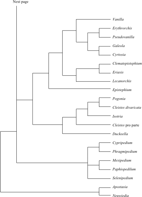 Cladogram Of Apostasioideae, Cypripedioideae, And Vanilloideae - Diagram (600x671), Png Download