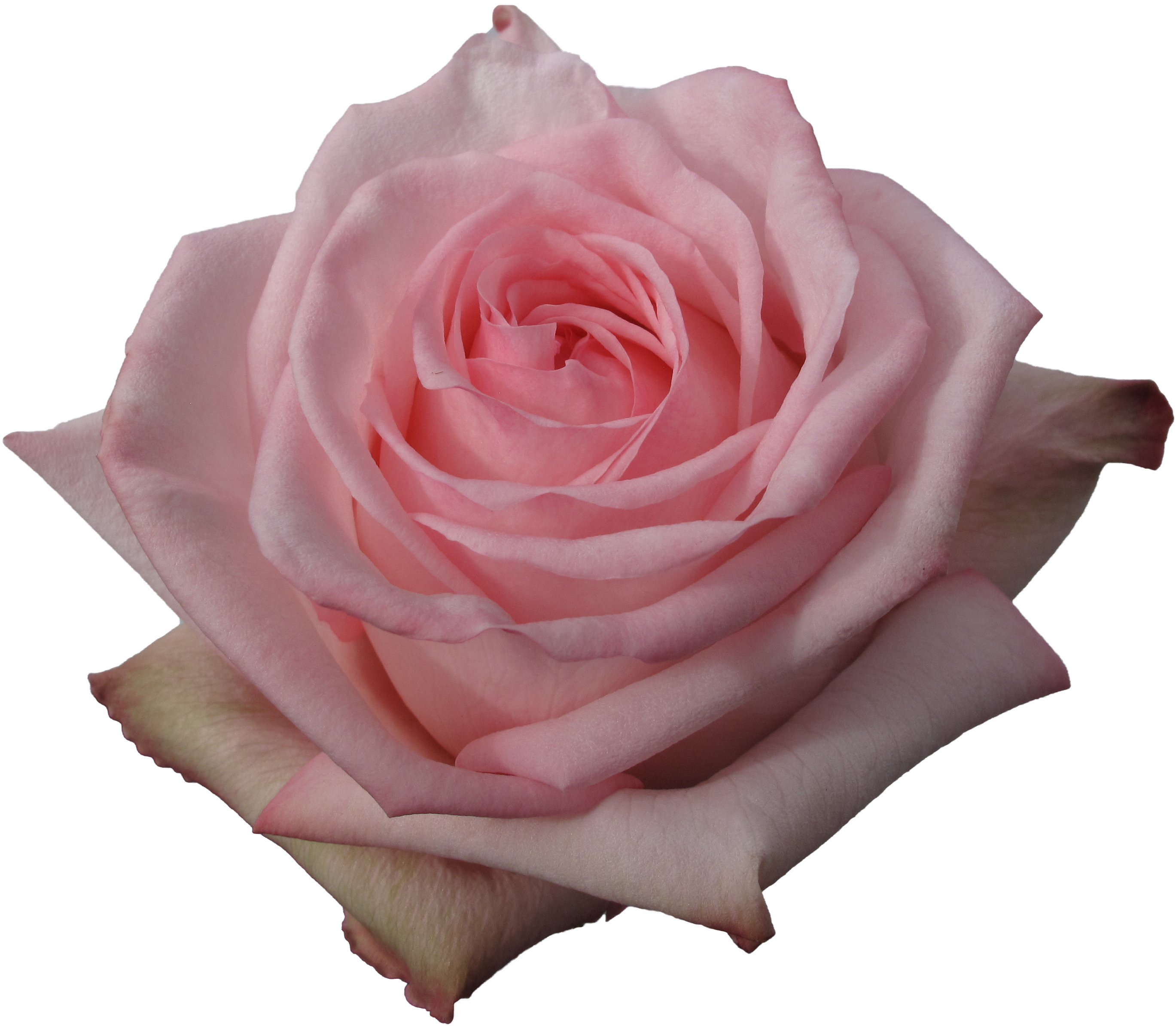 Rose - Floribunda (3477x2608), Png Download