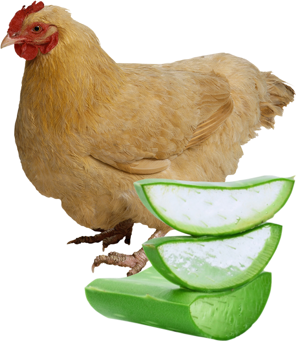 Aloe As Growth Enhancer In Chickens Blend Of Botanical - Aloe Vera Plant With Transparent Background (677x765), Png Download