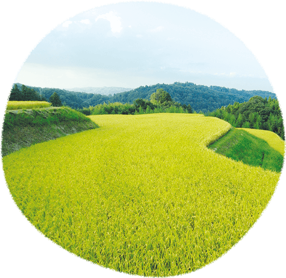 Mochikichi's Rice Cracker Artisans Specially Select - Field (600x580), Png Download