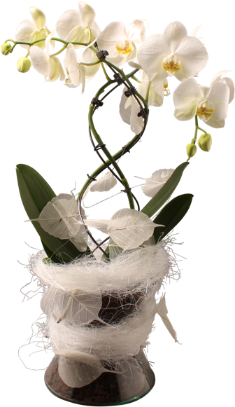 600 X 600 0 - Moth Orchid (600x600), Png Download