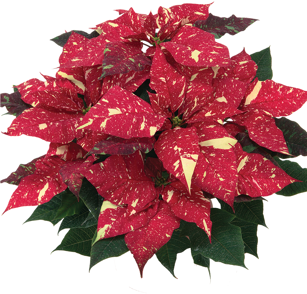 Primero Red Glitter* - Red Glitter Poinsettia (1000x1000), Png Download