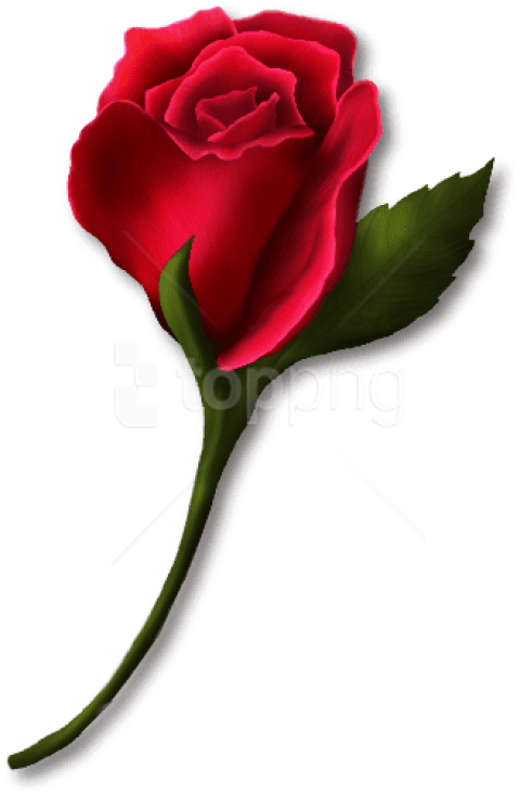 Free Png Download Red Rose Bud Painted Png Images Background - Rose Bud Clip Art (480x734), Png Download