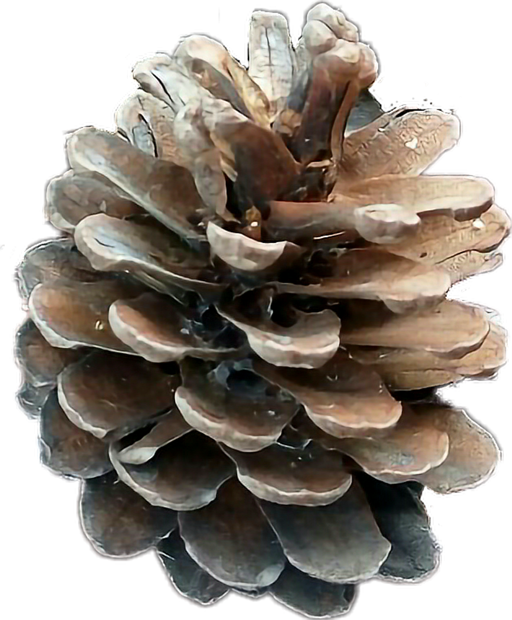 Pinecone Sticker - Mexican Pinyon (1024x1239), Png Download