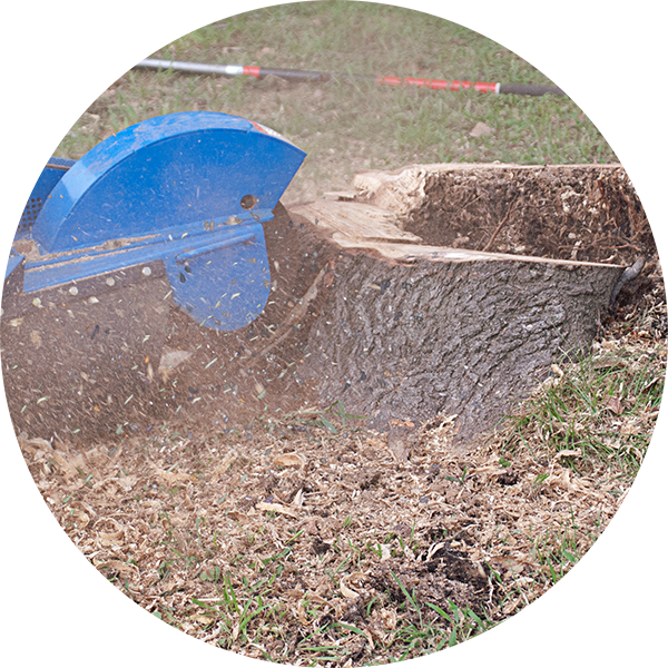Tree Stump Removal - Stump Grinder (600x600), Png Download