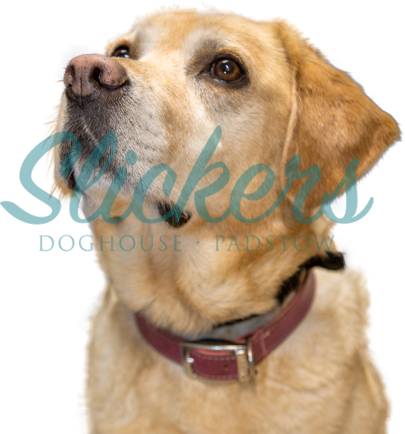 Christmas Festival - Photo (2000x2000), Png Download