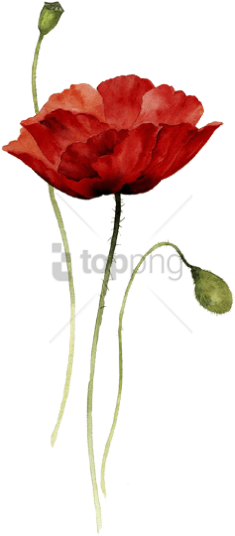 Free Png Download Red Poppy Watercolor Tattoo Png Images - Watercolor Drawing Flower (481x1094), Png Download
