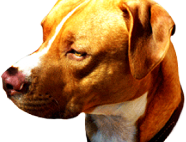 Pit Bull (640x480), Png Download