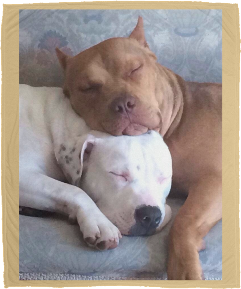 Pitty Luv Large Velveteen Micro Fleece Blanket - Puppy (1024x1024), Png Download