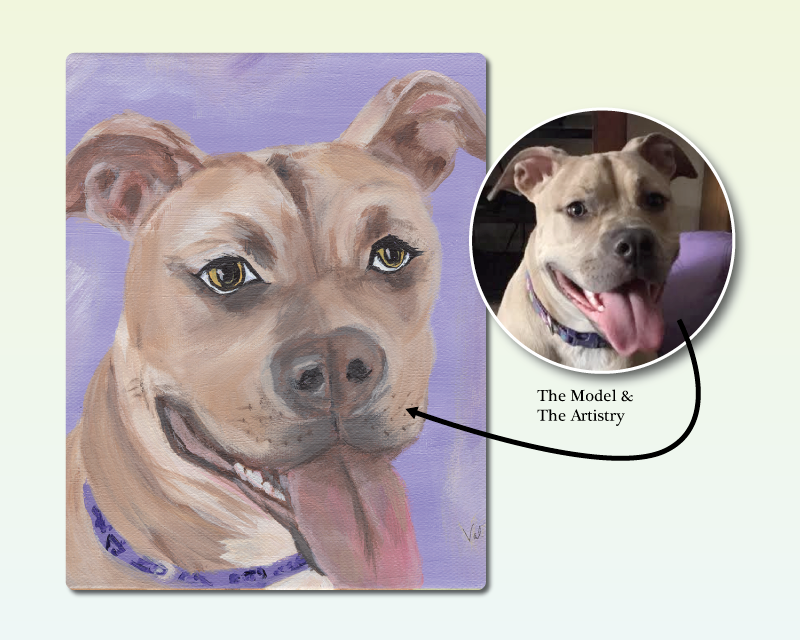 Violet Pitbull - American Pit Bull Terrier (800x640), Png Download