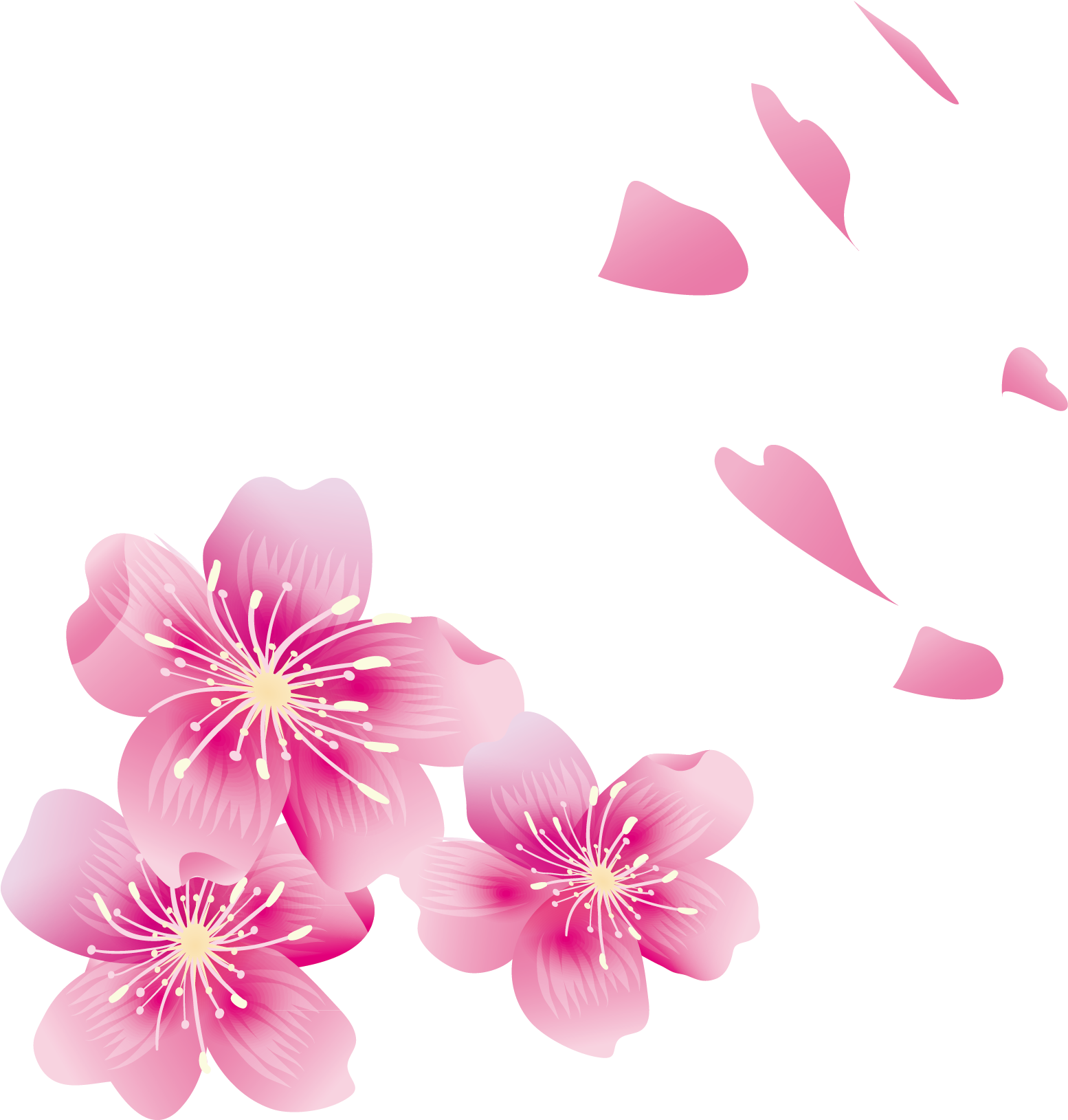 Petal Transprent Free - Cánh Hoa Anh Đào (1708x1829), Png Download