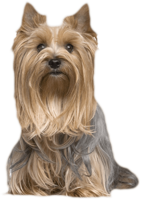 Similar Breeds - Australian Silky Terrier (1300x800), Png Download