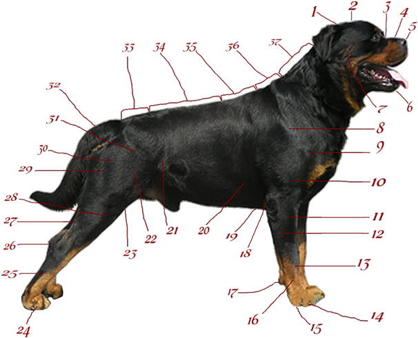 Rottweiler Breeders Aim At A Dog Of Abundant Strength, - Rottweiler Anatomy (688x558), Png Download