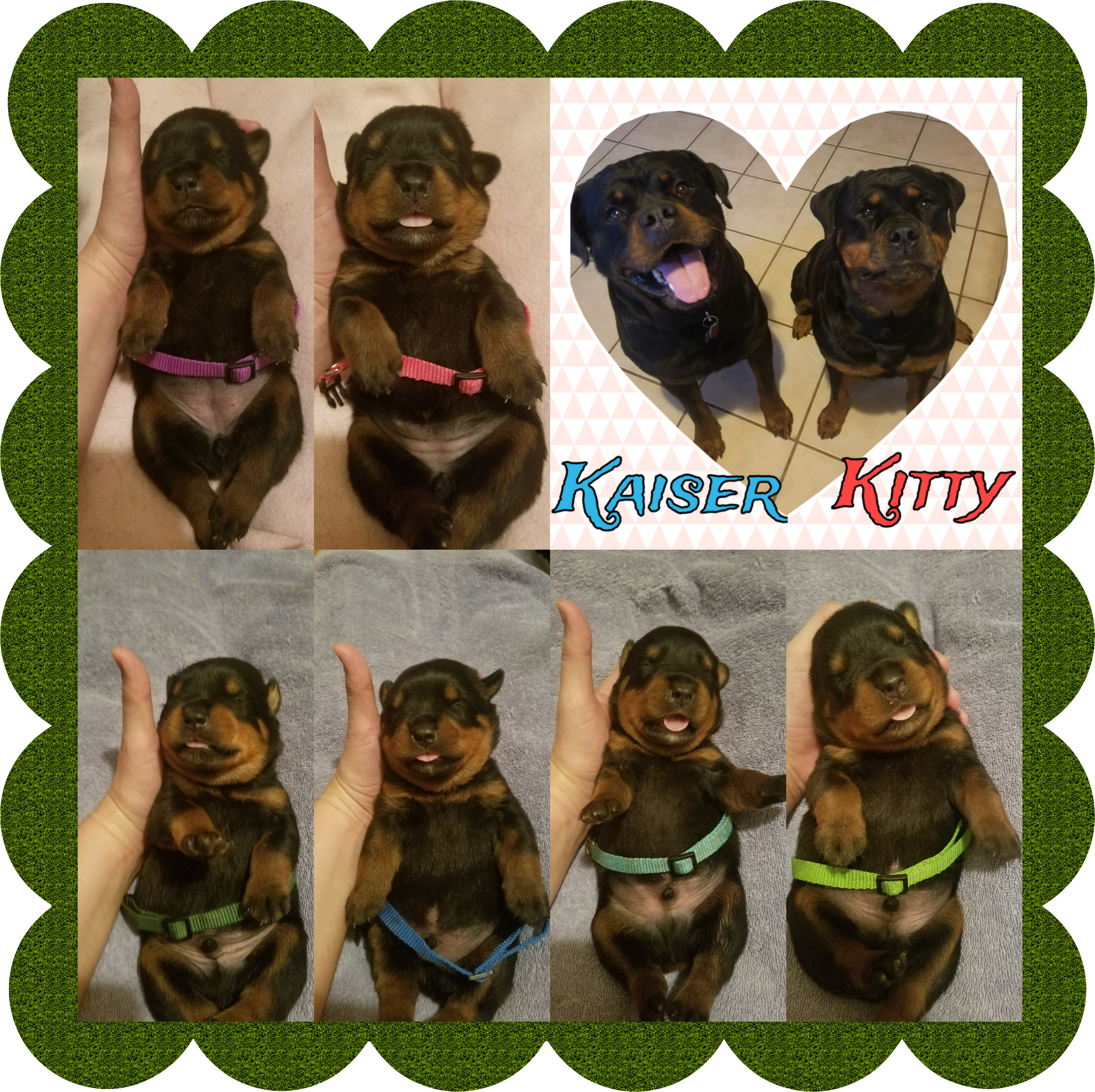 Rottweiler Puppies - Polish Hunting Dog (2560x2560), Png Download