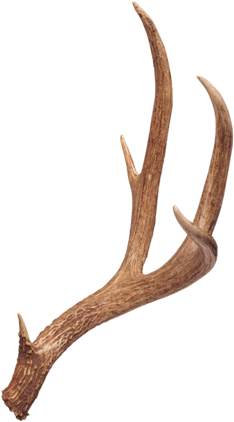 10 Point Deer Antlers (480x865), Png Download