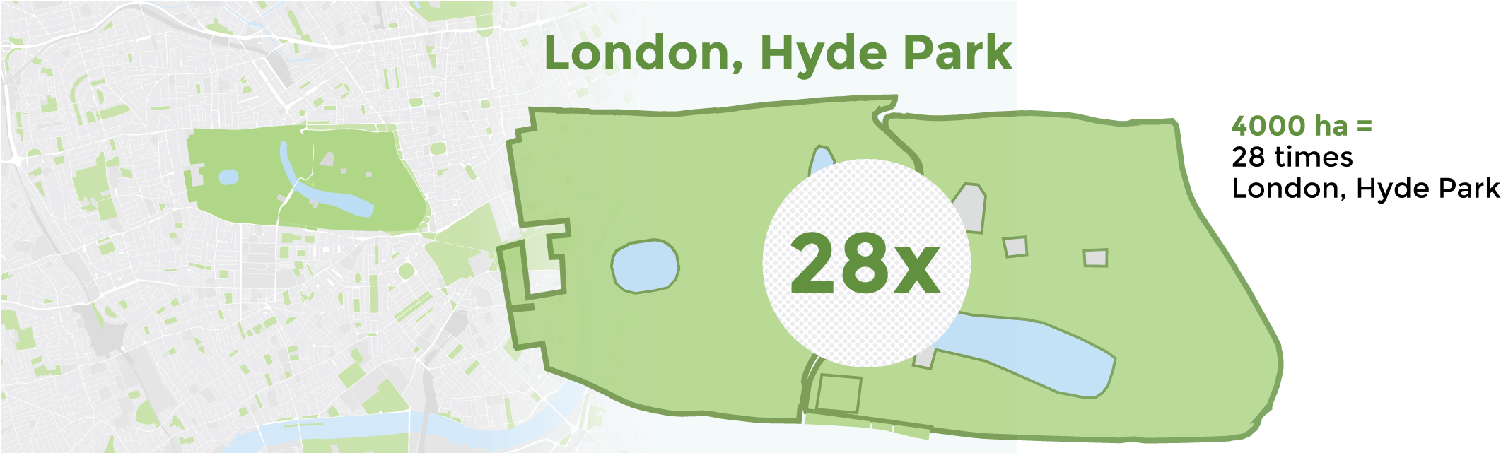 Here Are 250 Trees Per Hectare In A 70 Year Old Forest, - Illustration (2200x640), Png Download