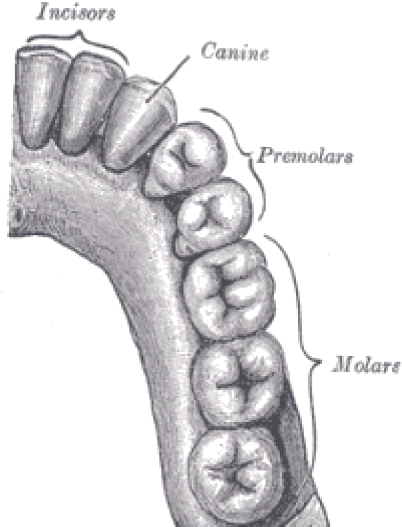 The Start Of Digestion - Canine Tooth (625x809), Png Download