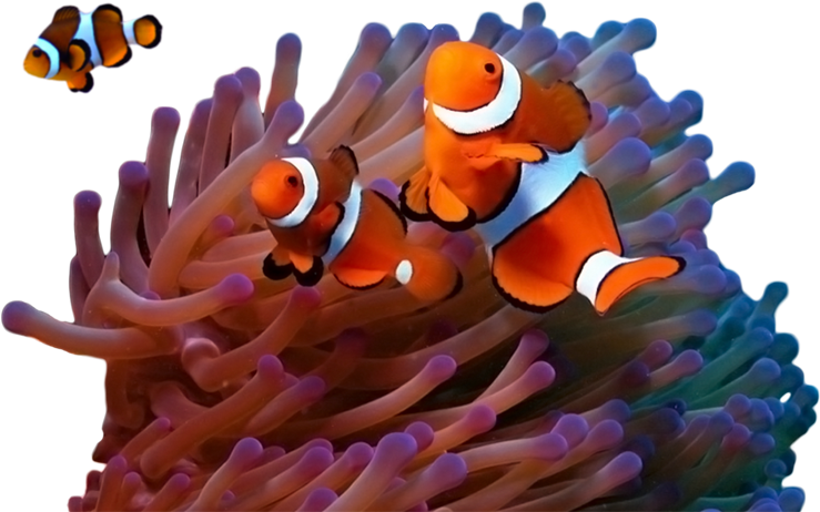 Visit Mafia Island - Casal De Peixe Palhaço (794x496), Png Download