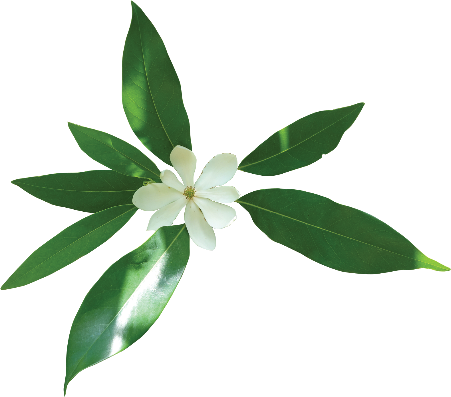 Sweetbay Magnolia - Transparent Magnolia Tree (1600x1419), Png Download