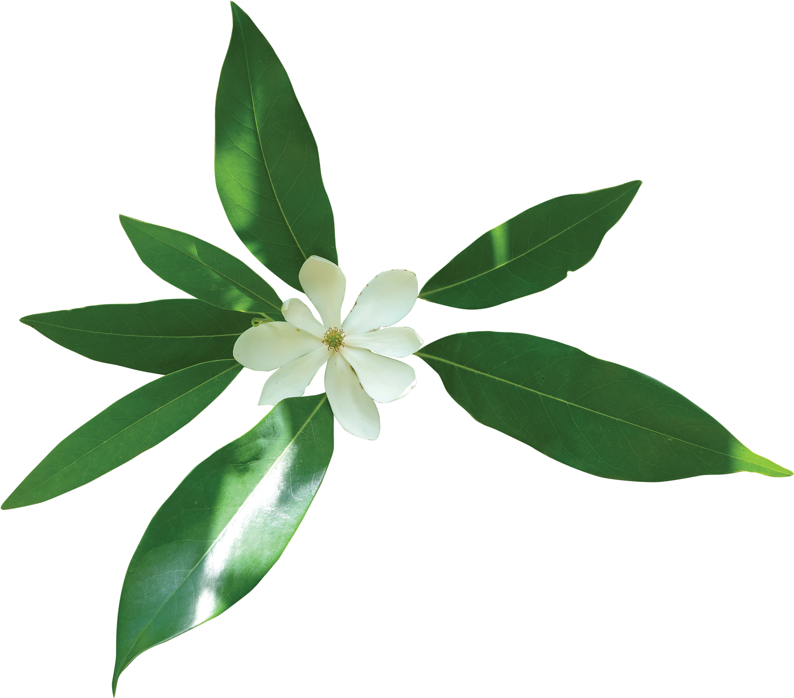 Download Sweetbay Magnolia Transparent Magnolia Tree Png Image With No Background Pngkey Com