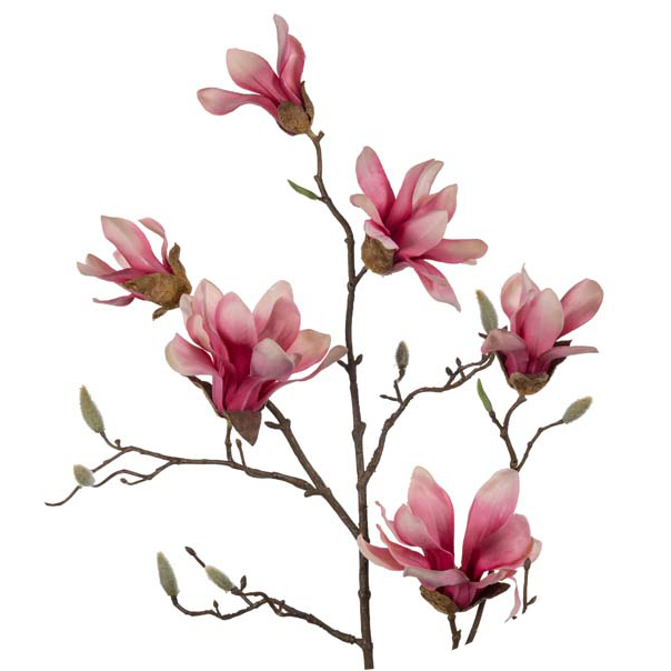 White - Pink - Chinese Magnolia (604x604), Png Download