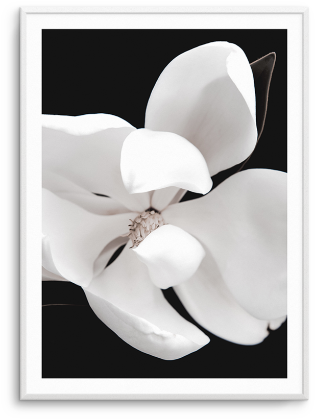 Dark Magnolia No Ii - Arum (812x1023), Png Download