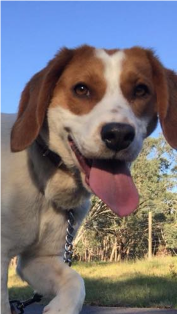 Photo Of Frappe - Beagle-harrier (638x638), Png Download